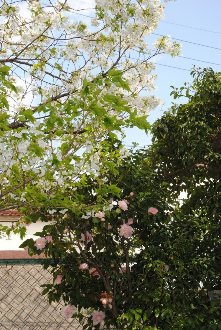 copy_桜1.jpg