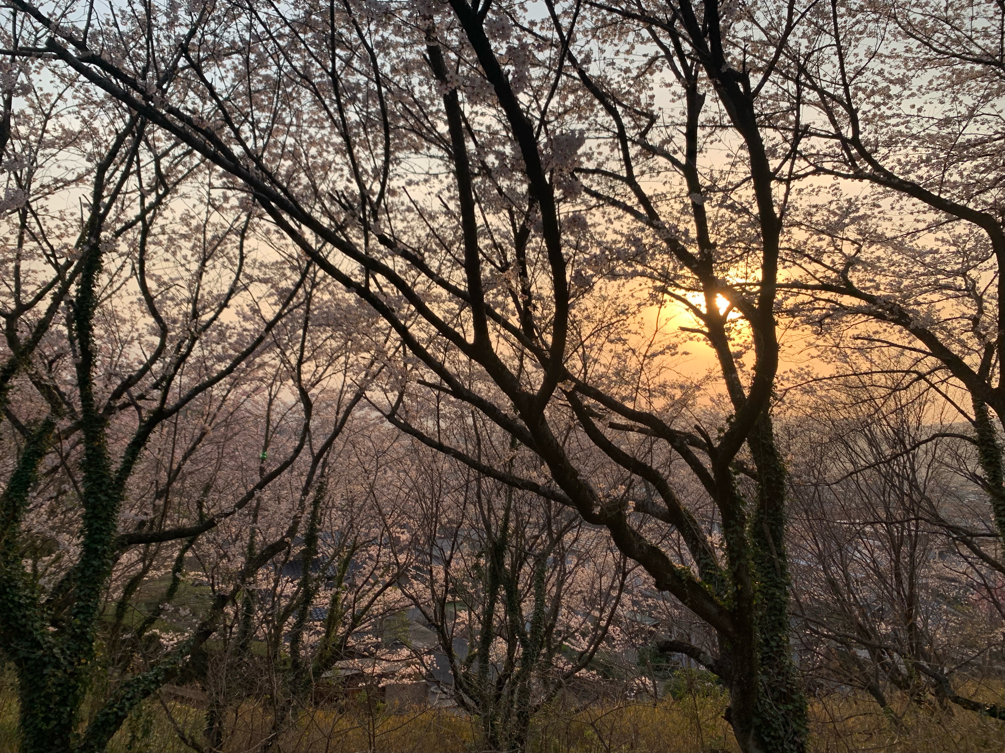 桜（文：印刷製本部　渡辺）