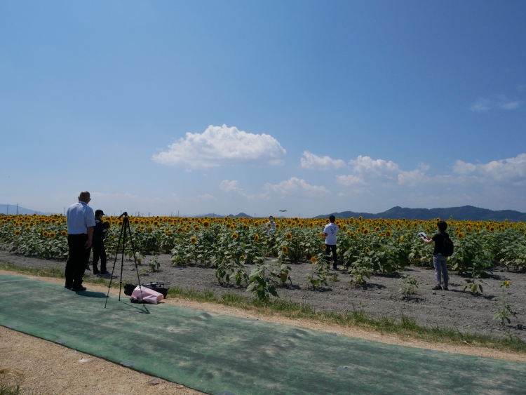 笠岡ベイファームのひまわり畑をドローン空撮しました！